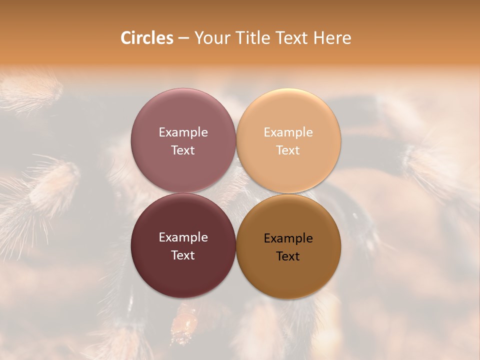 Hairy Predator Arachnida PowerPoint Template