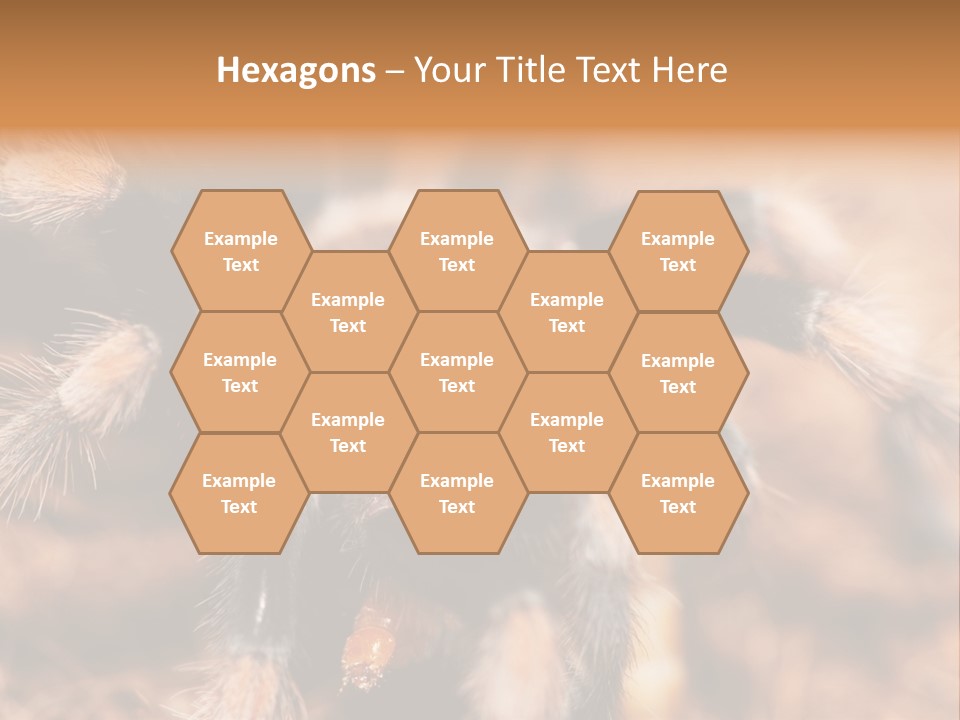 Hairy Predator Arachnida PowerPoint Template