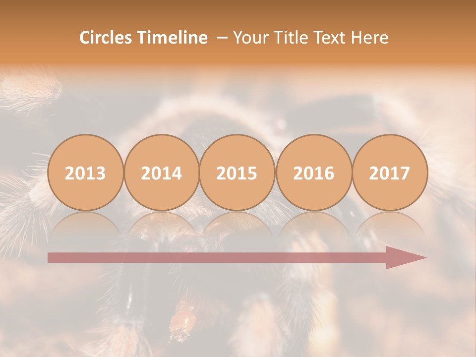 Hairy Predator Arachnida PowerPoint Template