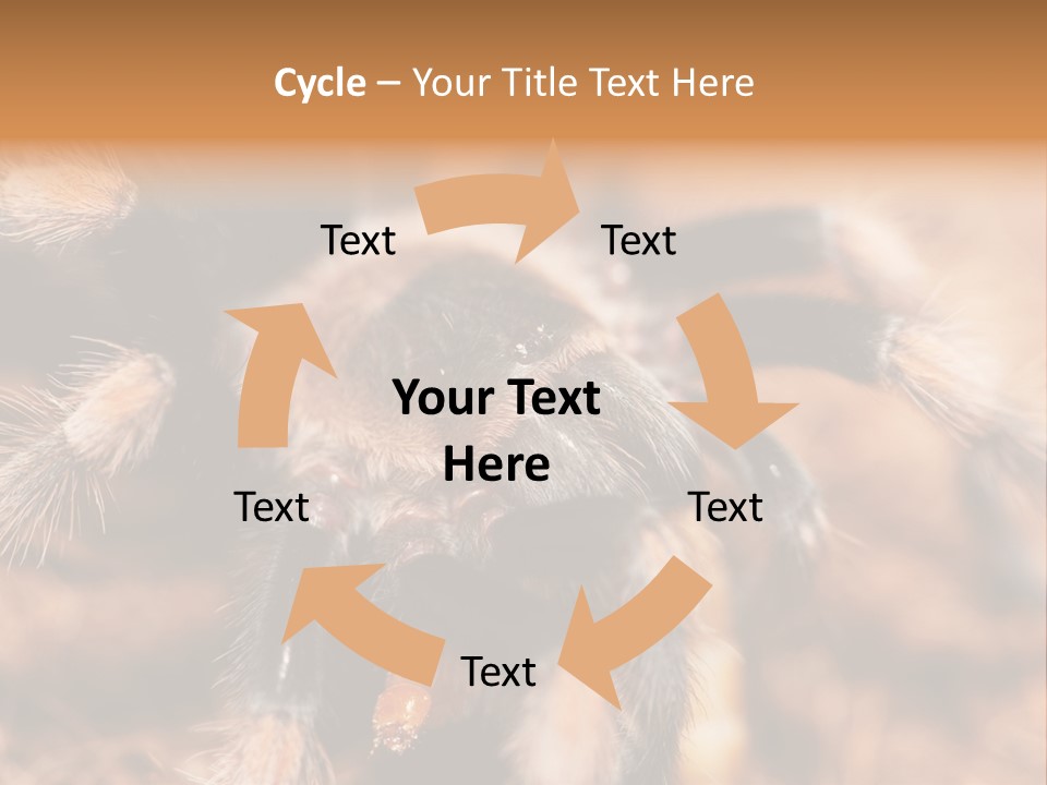 Hairy Predator Arachnida PowerPoint Template