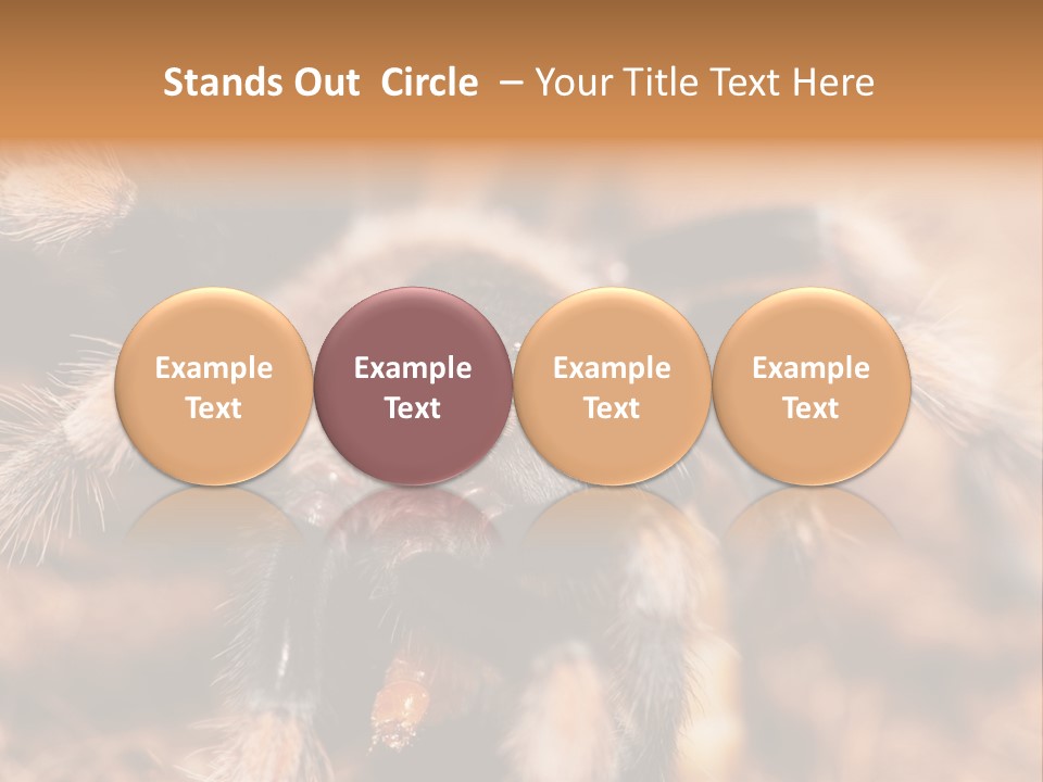 Hairy Predator Arachnida PowerPoint Template