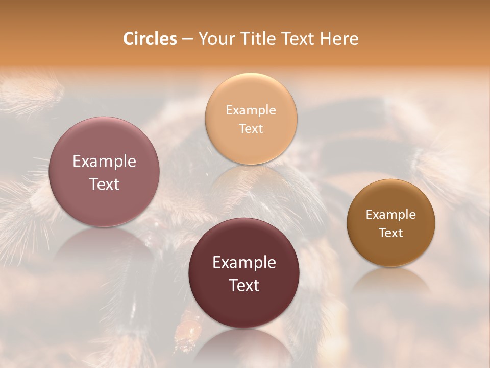 Hairy Predator Arachnida PowerPoint Template