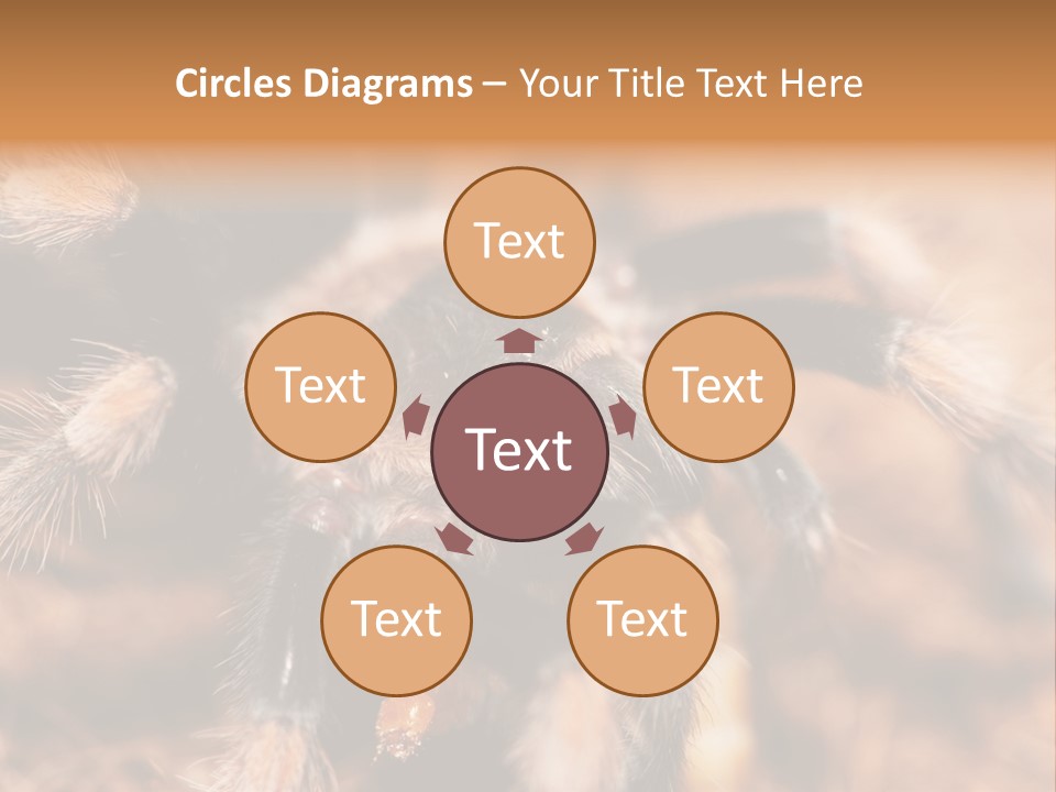 Hairy Predator Arachnida PowerPoint Template