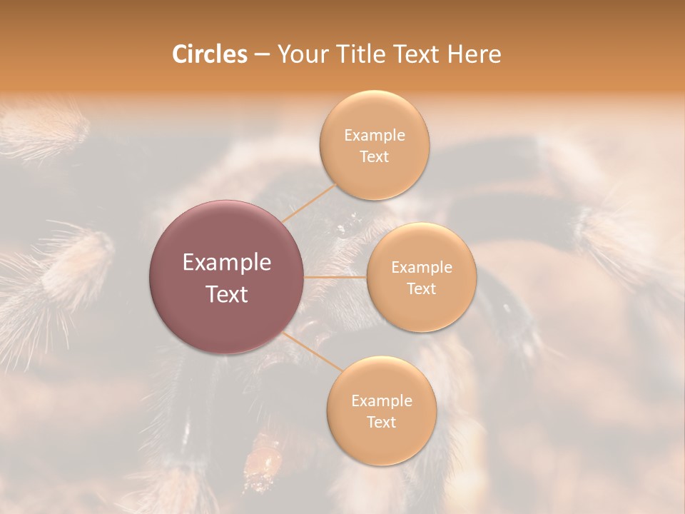 Hairy Predator Arachnida PowerPoint Template