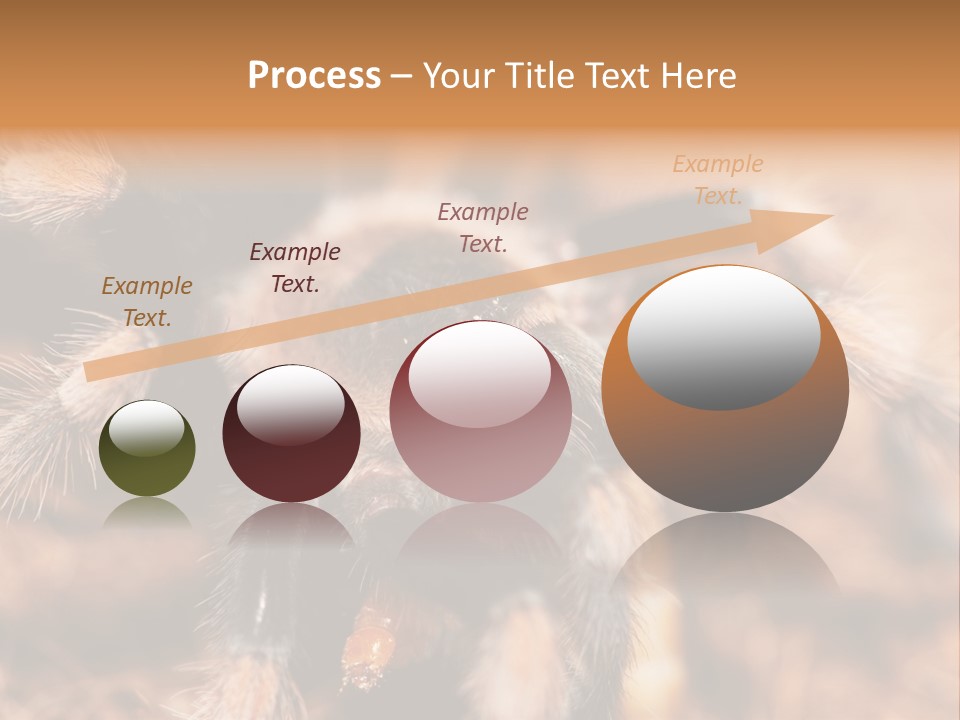 Hairy Predator Arachnida PowerPoint Template