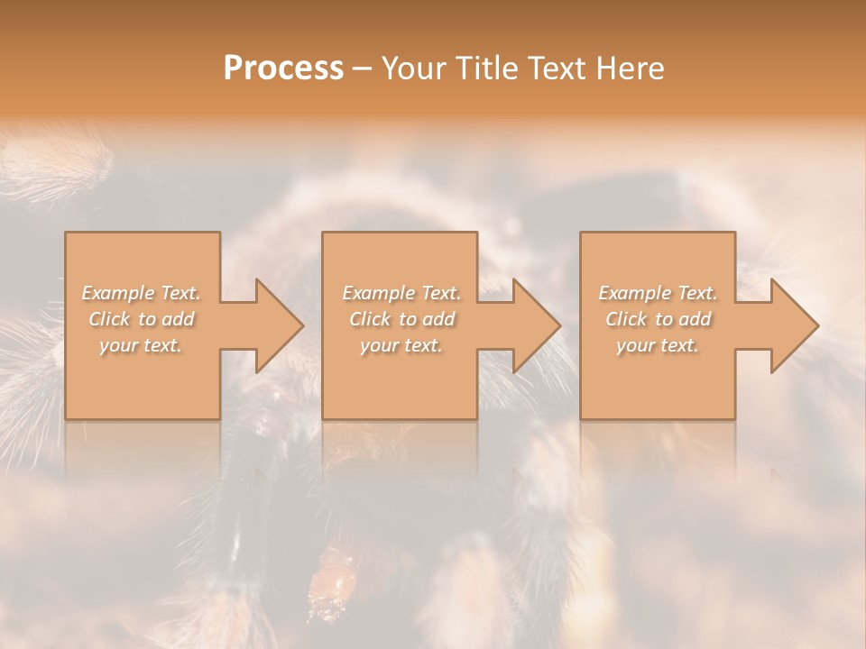 Hairy Predator Arachnida PowerPoint Template