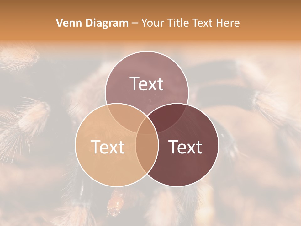 Hairy Predator Arachnida PowerPoint Template