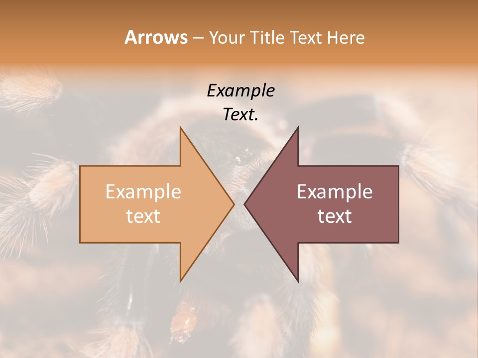 Hairy Predator Arachnida PowerPoint Template