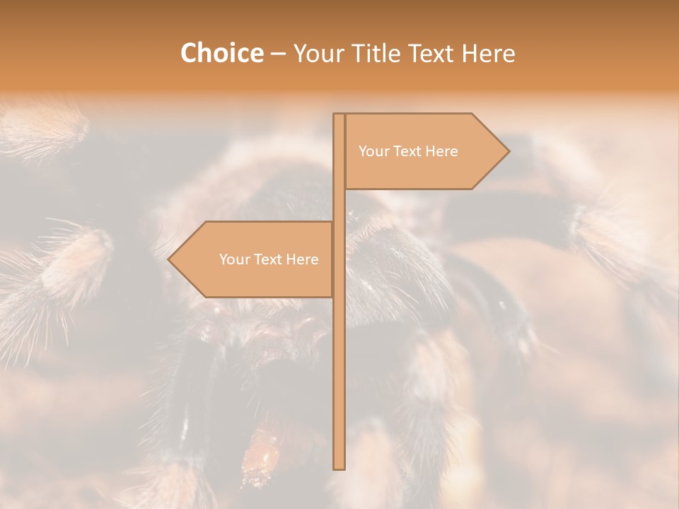 Hairy Predator Arachnida PowerPoint Template