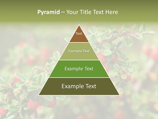 Slope Strathcona Woods PowerPoint Template