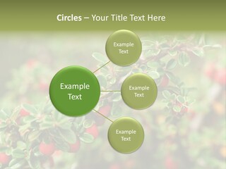 Slope Strathcona Woods PowerPoint Template