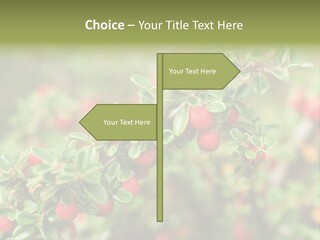 Slope Strathcona Woods PowerPoint Template