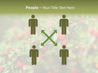 Slope Strathcona Woods PowerPoint Template