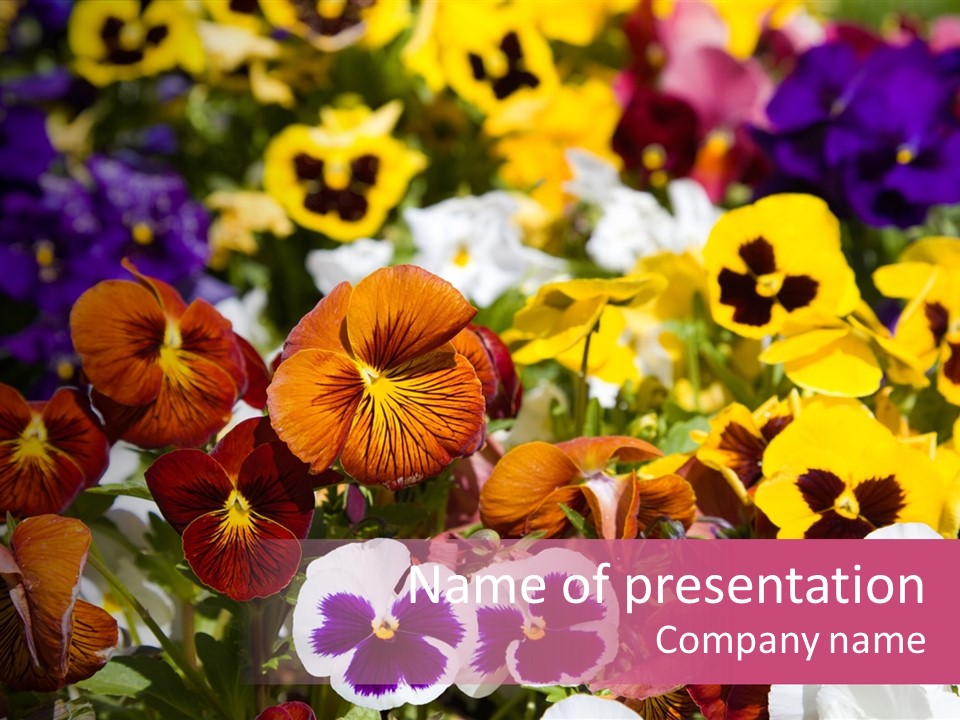 Plant Colored Gardening PowerPoint Template