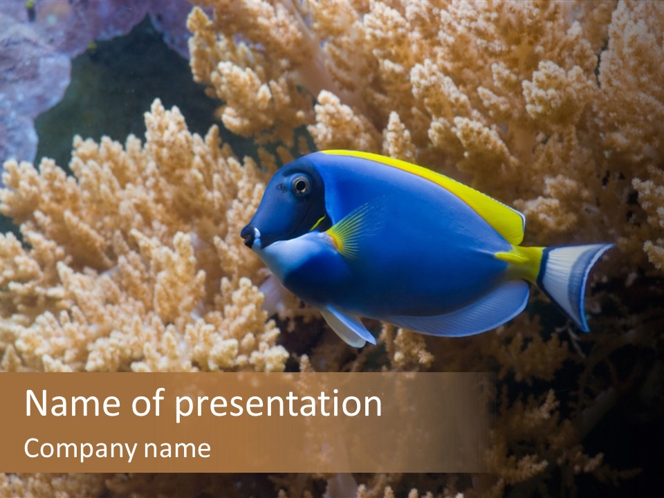 Fish Beauty Beautiful PowerPoint Template