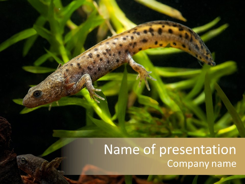 Crested Frog Young PowerPoint Template