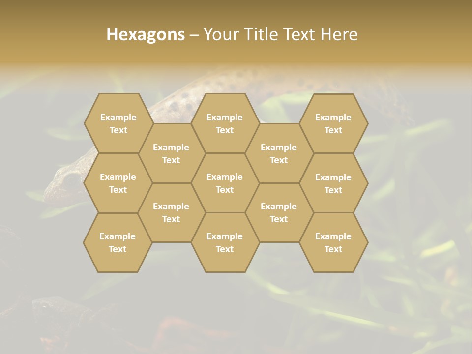 Crested Frog Young PowerPoint Template