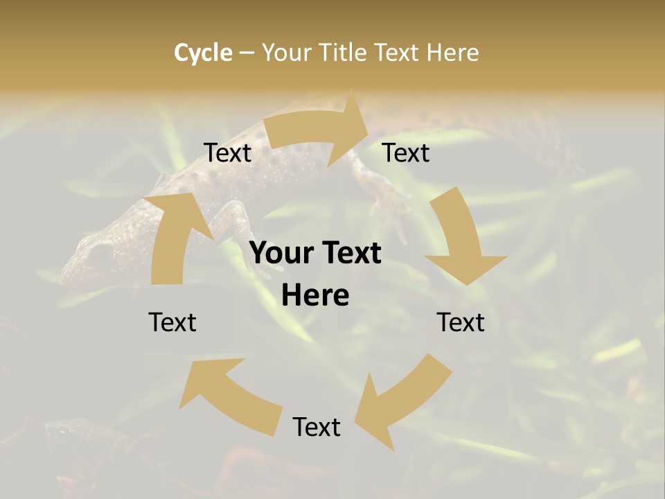 Crested Frog Young PowerPoint Template