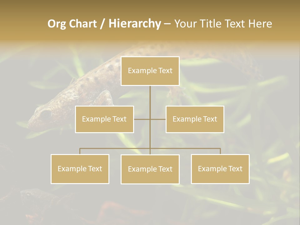 Crested Frog Young PowerPoint Template