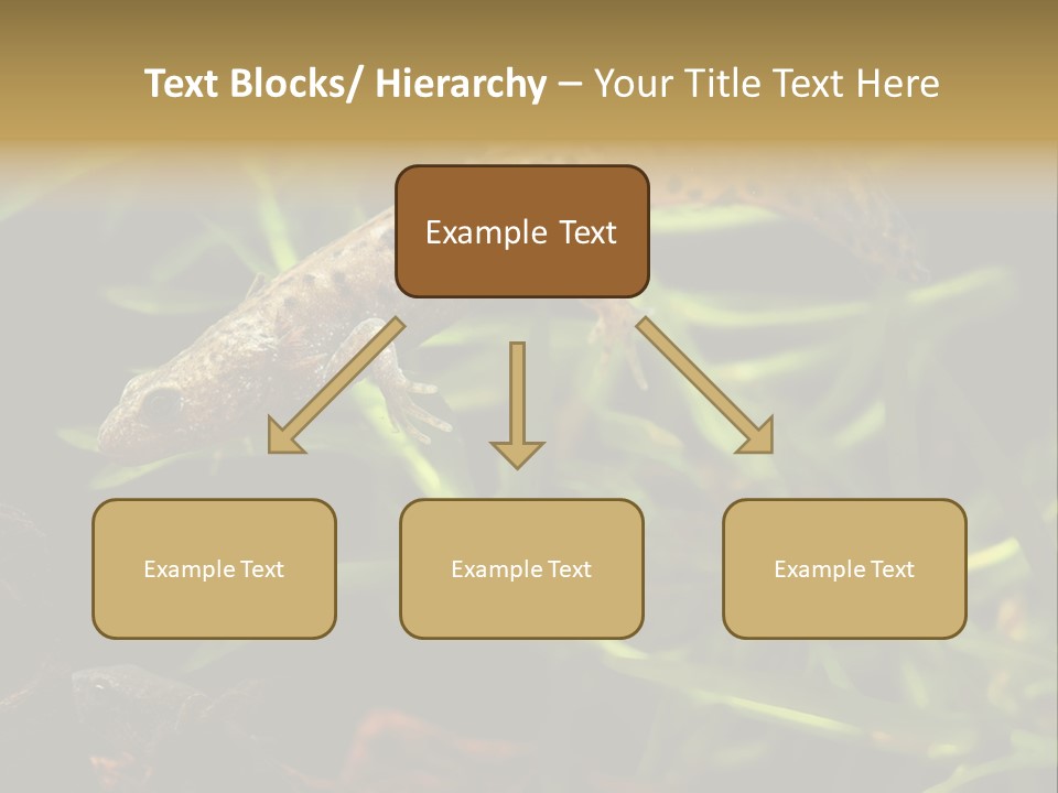 Crested Frog Young PowerPoint Template
