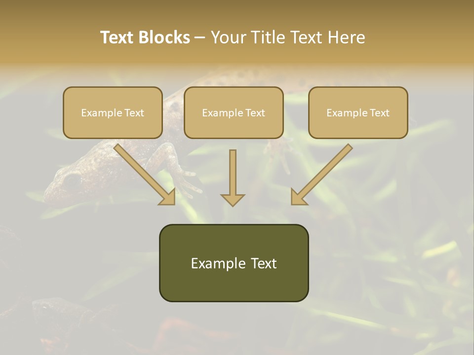 Crested Frog Young PowerPoint Template
