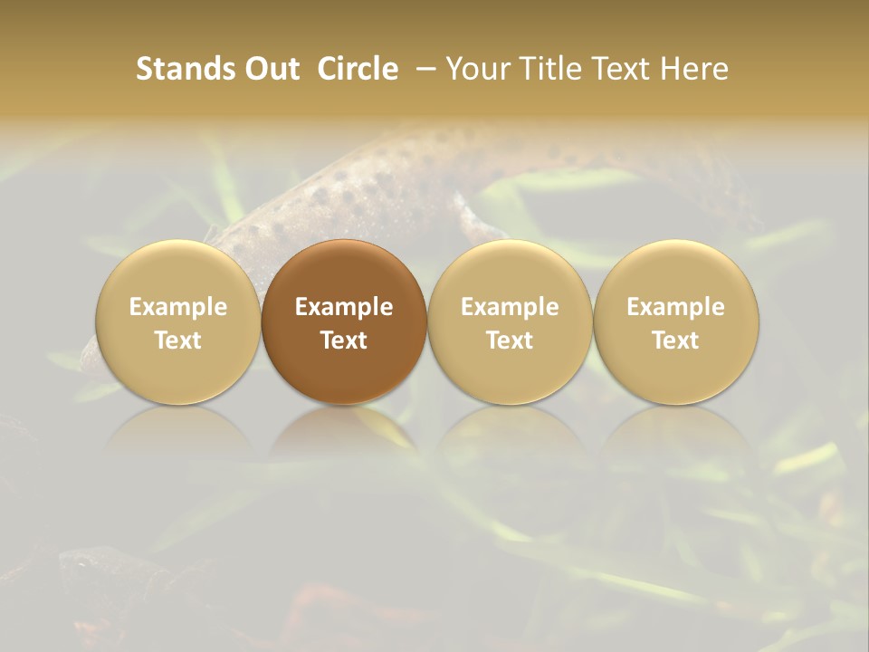 Crested Frog Young PowerPoint Template