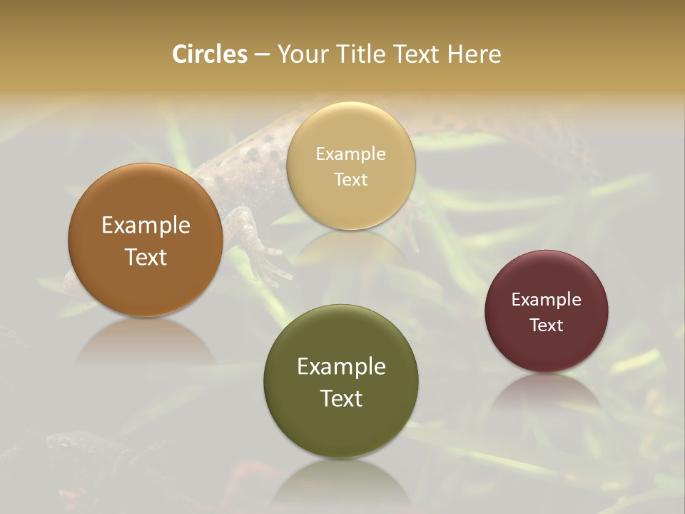 Crested Frog Young PowerPoint Template