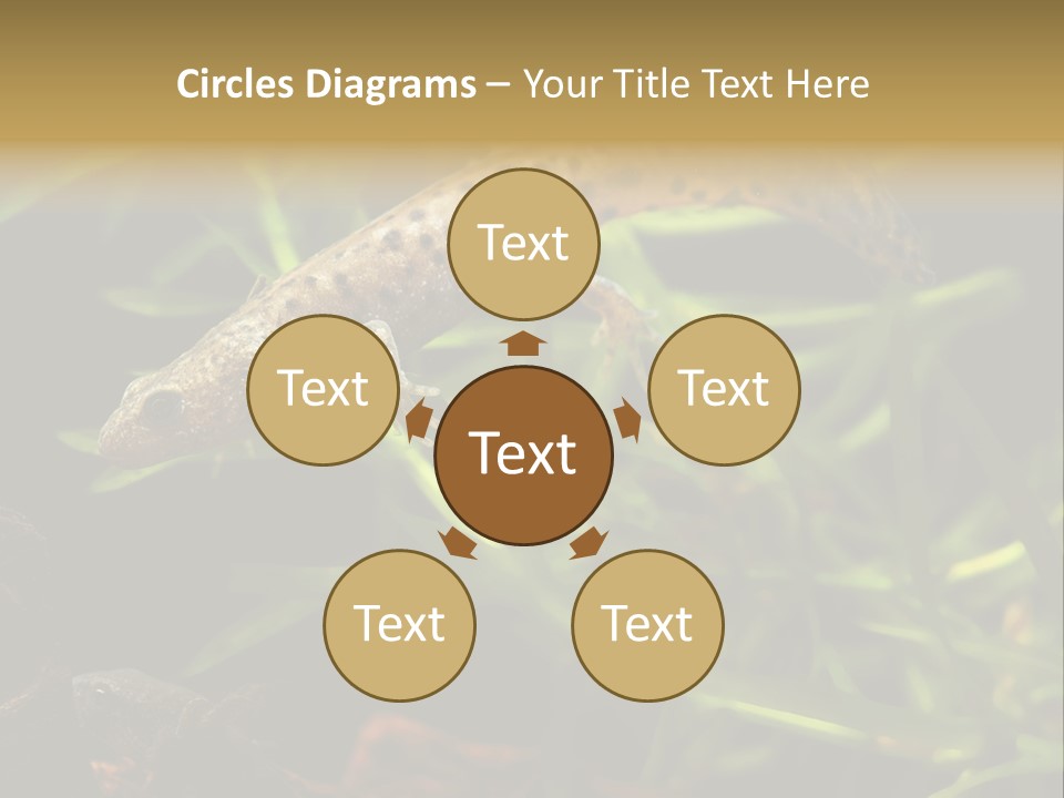 Crested Frog Young PowerPoint Template