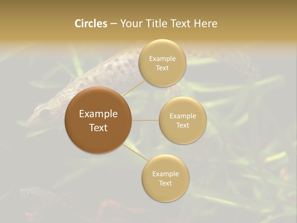 Crested Frog Young PowerPoint Template