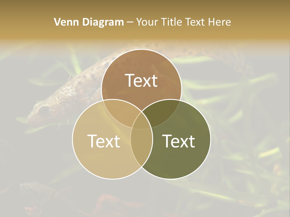 Crested Frog Young PowerPoint Template