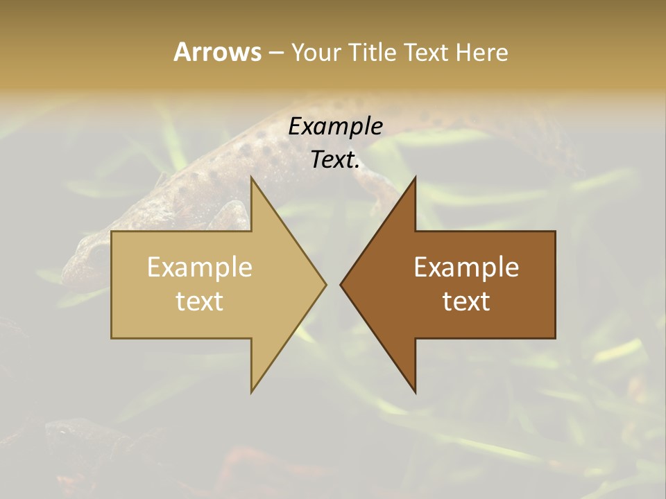 Crested Frog Young PowerPoint Template