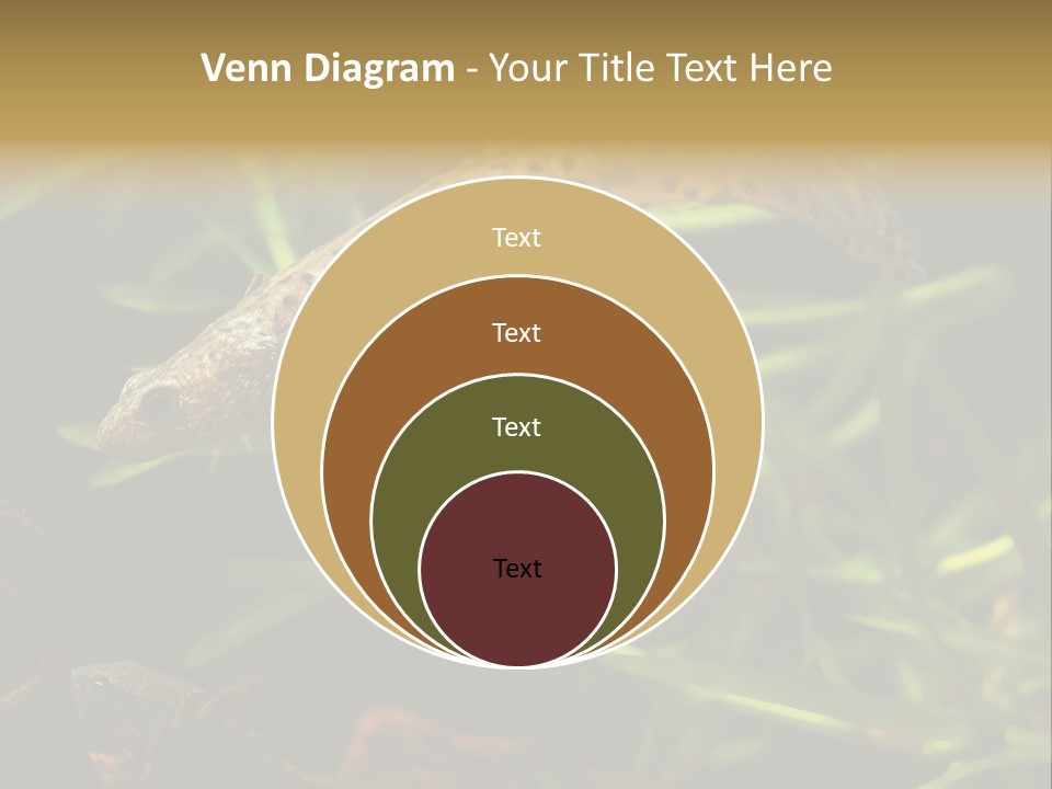 Crested Frog Young PowerPoint Template