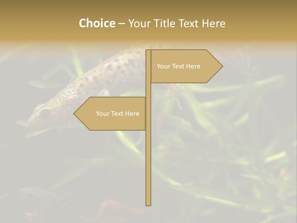 Crested Frog Young PowerPoint Template