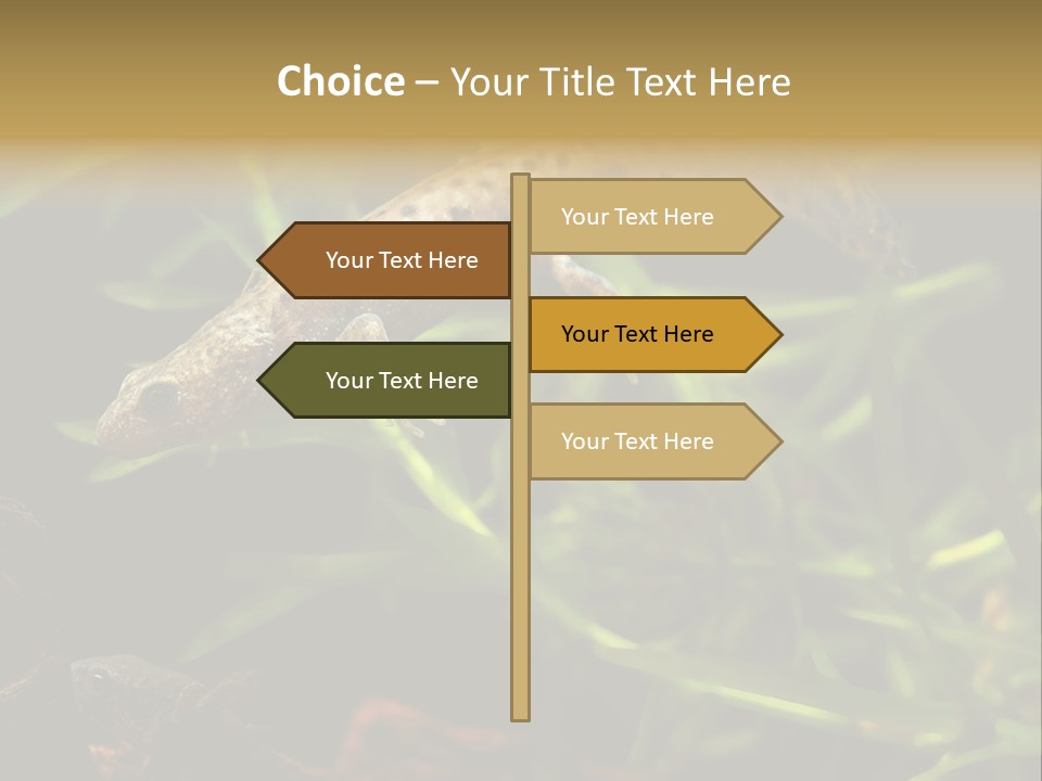 Crested Frog Young PowerPoint Template