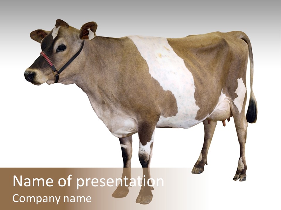 Hooves Calf Livestock PowerPoint Template