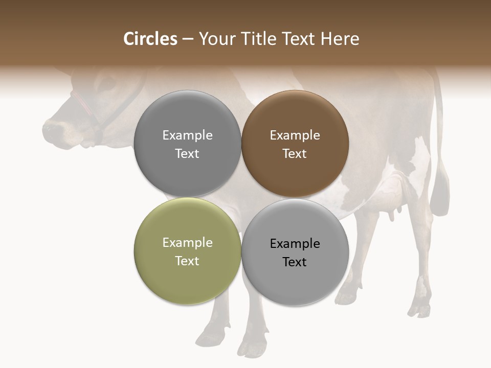 Hooves Calf Livestock PowerPoint Template