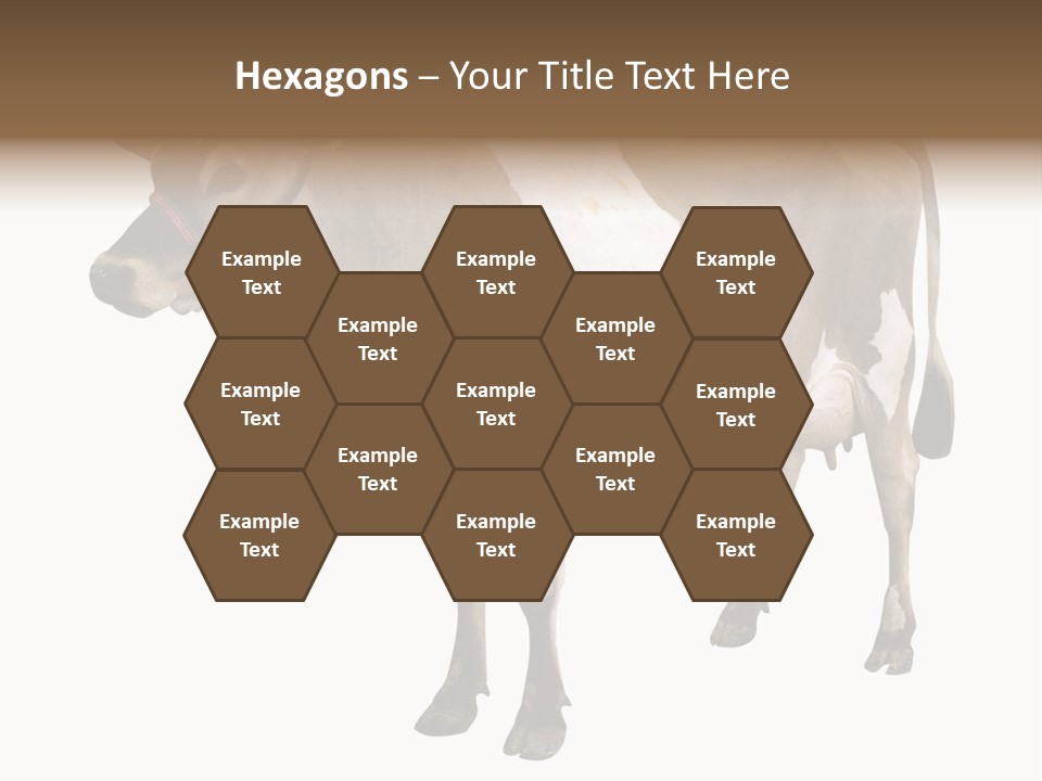 Hooves Calf Livestock PowerPoint Template