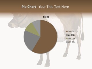 Hooves Calf Livestock PowerPoint Template