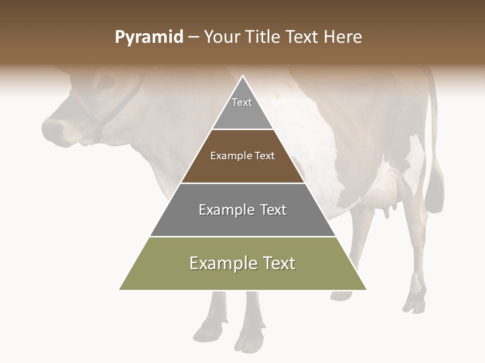 Hooves Calf Livestock PowerPoint Template