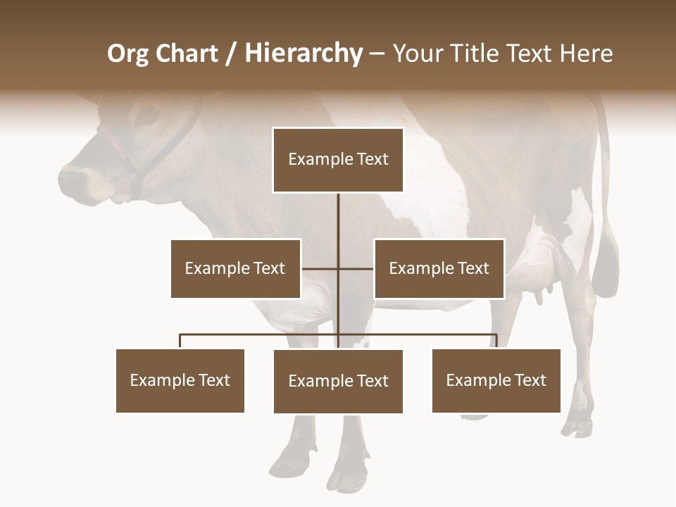 Hooves Calf Livestock PowerPoint Template