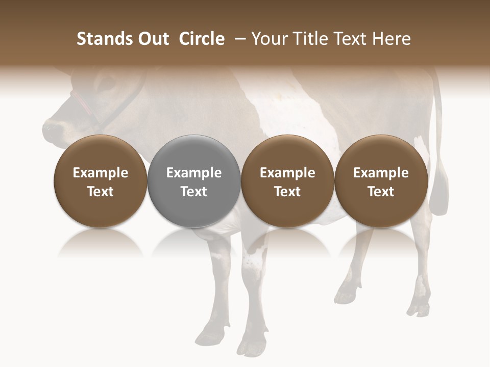 Hooves Calf Livestock PowerPoint Template