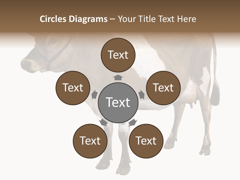 Hooves Calf Livestock PowerPoint Template