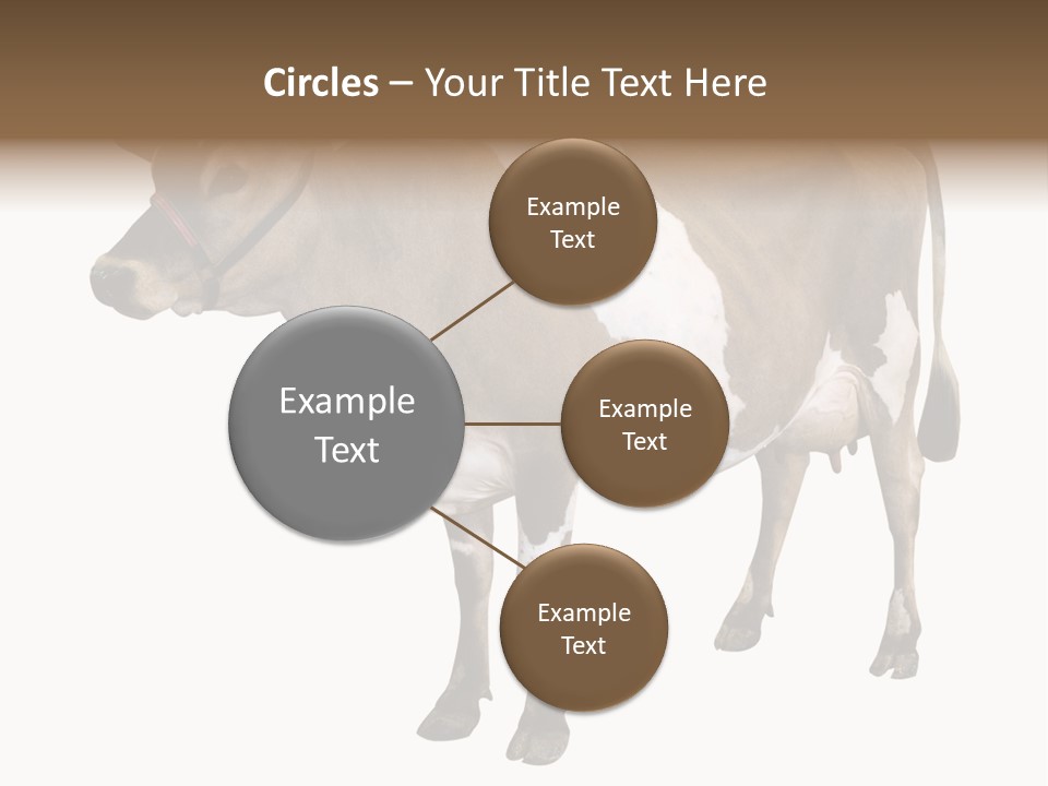 Hooves Calf Livestock PowerPoint Template
