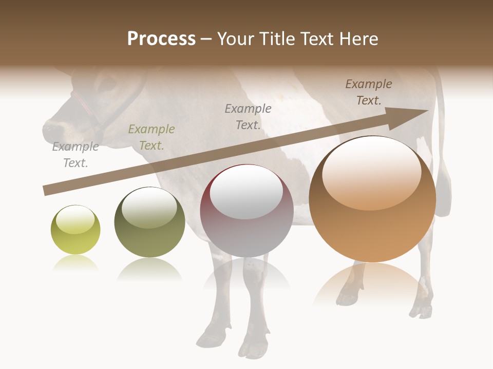 Hooves Calf Livestock PowerPoint Template