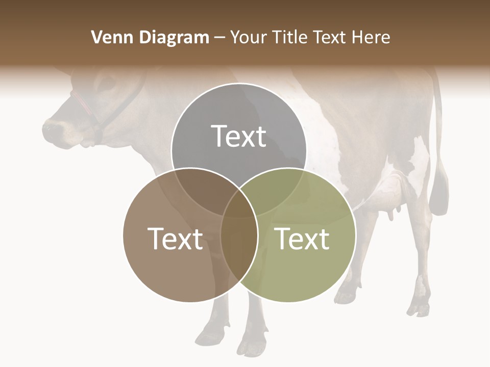 Hooves Calf Livestock PowerPoint Template