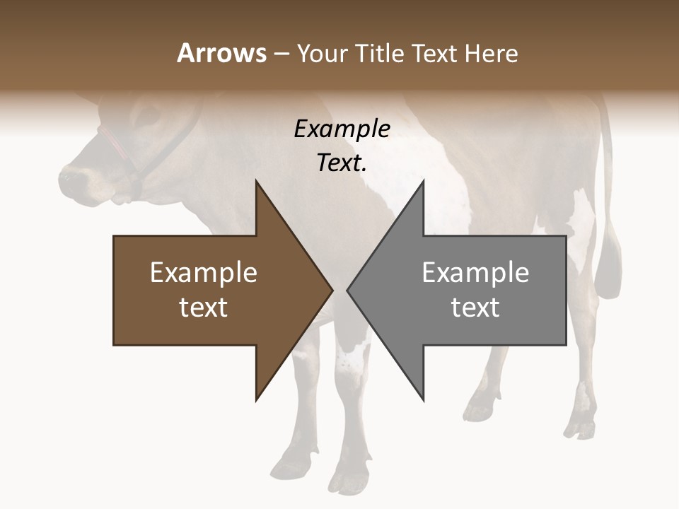 Hooves Calf Livestock PowerPoint Template