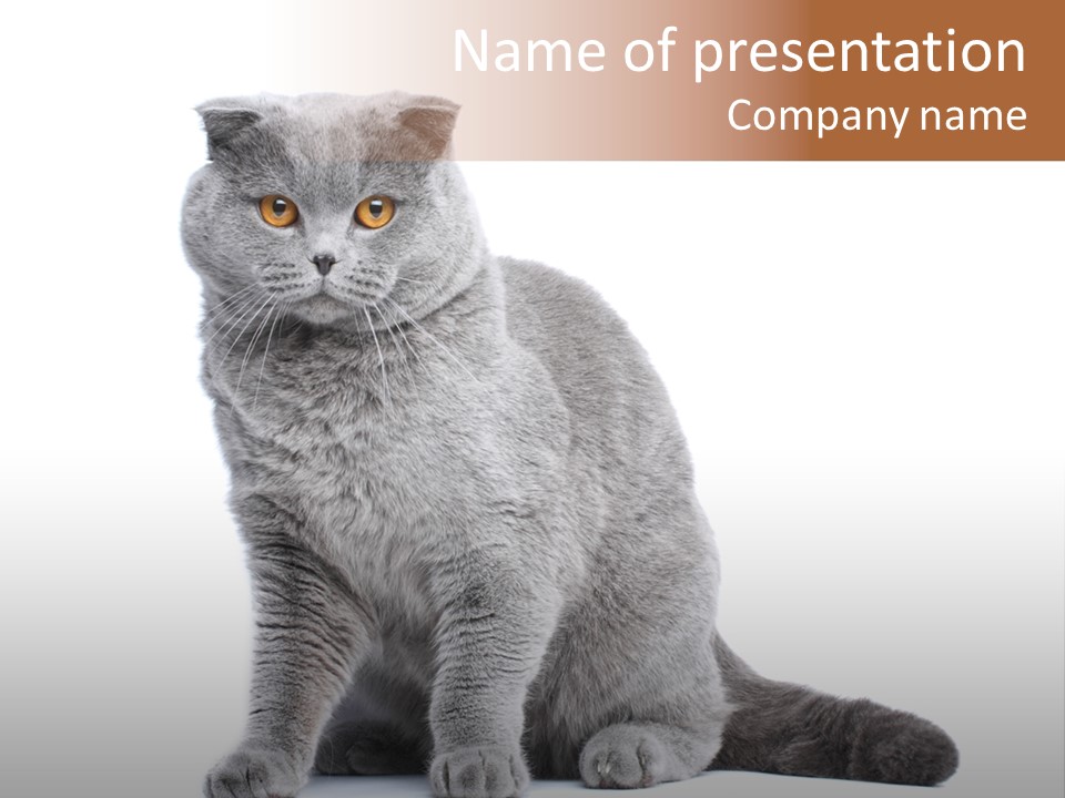 Pet Cat Curious PowerPoint Template