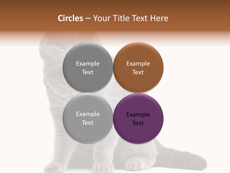 Pet Cat Curious PowerPoint Template