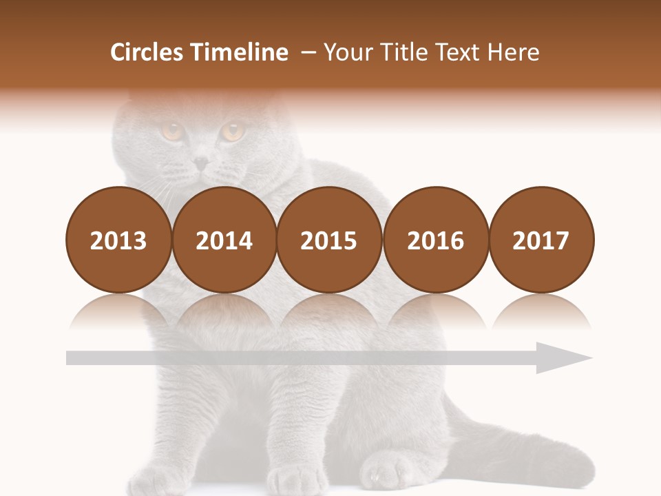 Pet Cat Curious PowerPoint Template