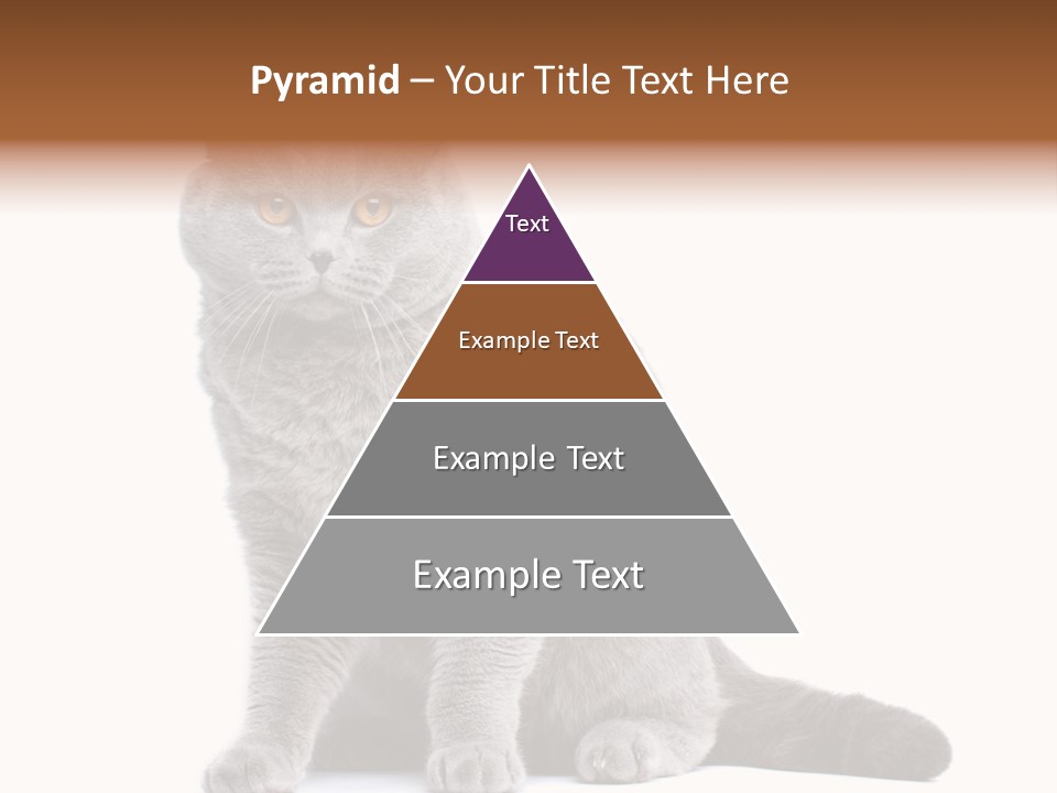 Pet Cat Curious PowerPoint Template